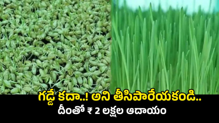 Wheatgrass