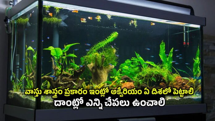 Fish Aquarium