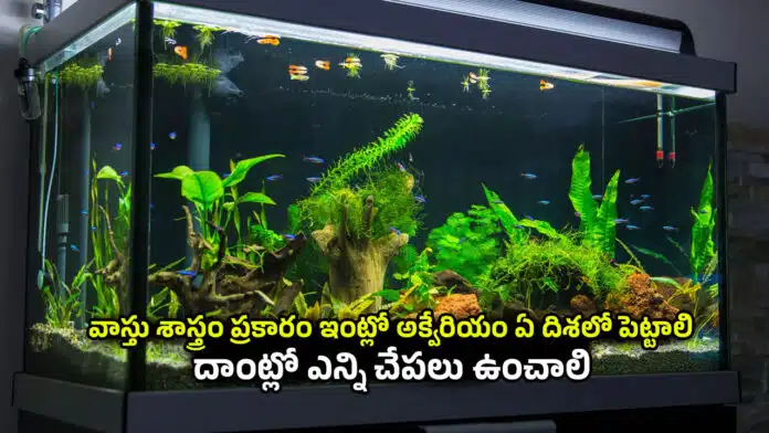 Fish Aquarium
