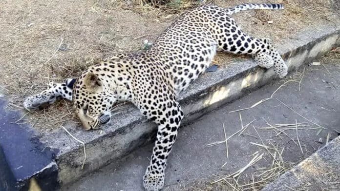 Leopard Leopard