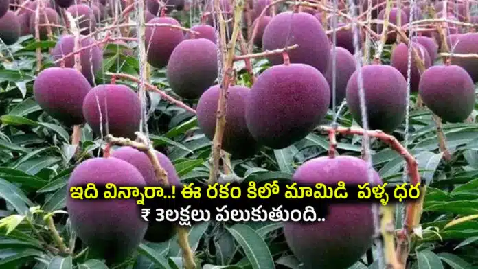 MANGO FRUIT