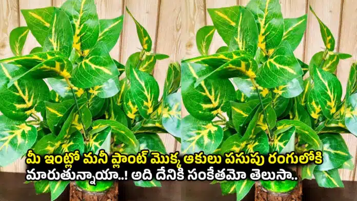 Money Plant