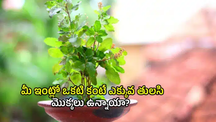Tulasi Tips
