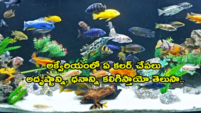 Aquarium