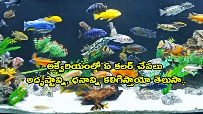 Aquarium