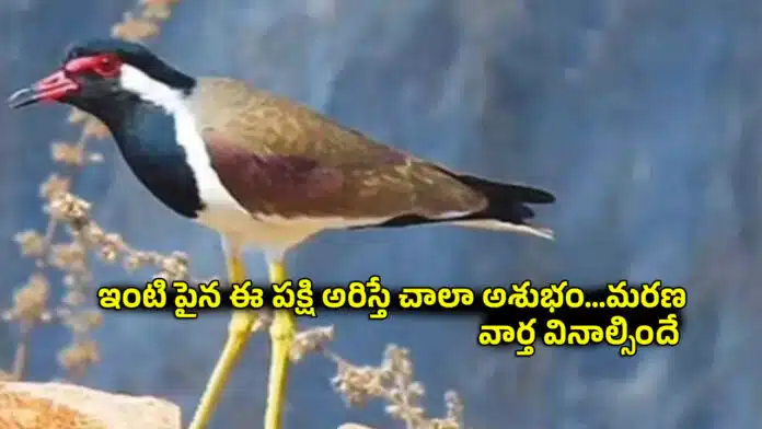 Bird Superstition