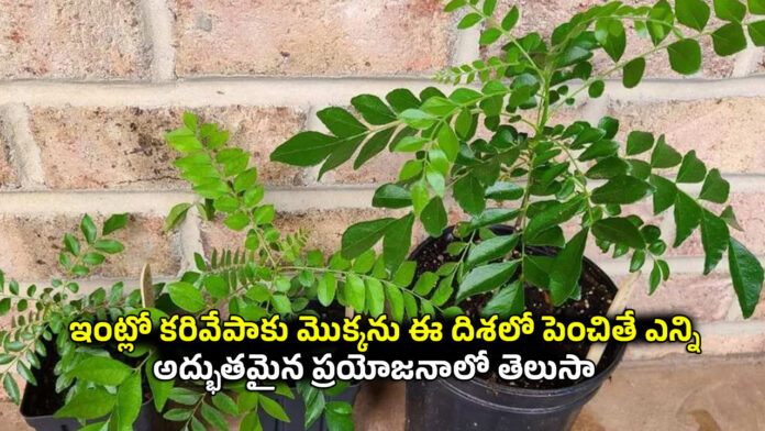 Curry Leaf Plant