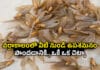 Home Remedies: బొద్దింకలు, ఈగలు వంటి అన్ని పురుగులకు కేవలం ఒకే ఒక చిట్కా.. తయారీ చాలా సింపుల్ Home Remedies