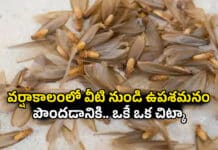 Home Remedies: బొద్దింకలు, ఈగలు వంటి అన్ని పురుగులకు కేవలం ఒకే ఒక చిట్కా.. తయారీ చాలా సింపుల్ Home Remedies