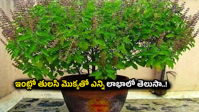 Tulsi plant