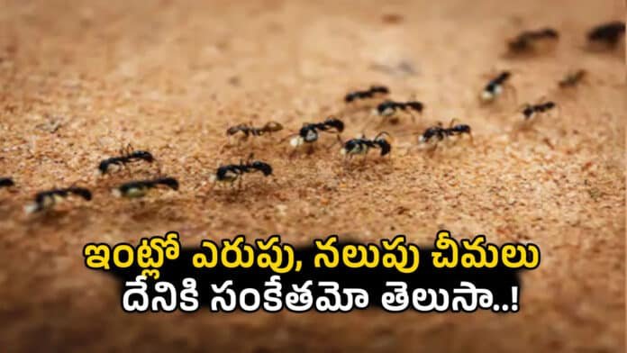 Future Prediction with Ants