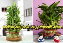 Vastu Tips: ఇంట్లో ఈ మొక్క ఉంటే.. ఎన్ని ప్రయోజనాలో తెలుసా..! Vastu Tips