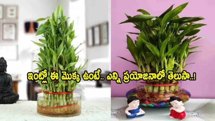 Vastu Tips