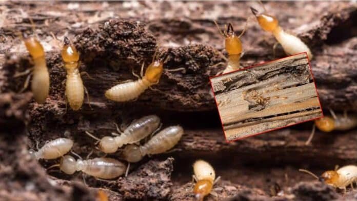 Termites Tips