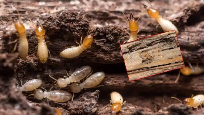 Termites Tips